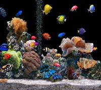 pic for aquarium hd 1440x1280